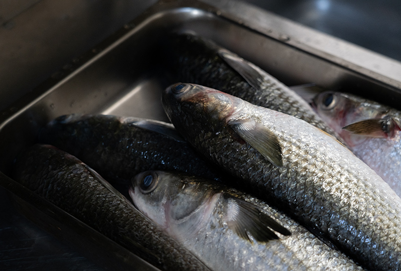 Pesce fresco del giorno Cagliari Selezione di pesce fresco per Sashimi e piatti cotti